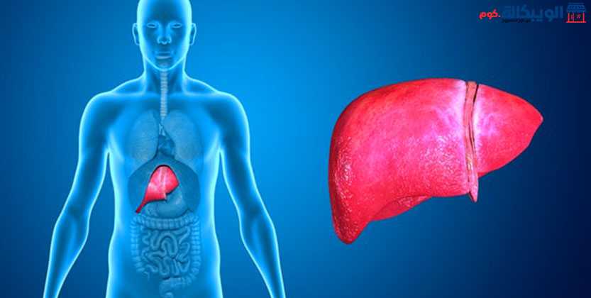 أمراض الكبد وأسبابها وطرق علاجها